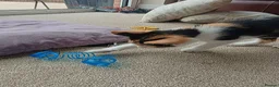 Mixed Breed cats for sale: Tri-coloured female kitten - Advert 6
