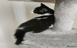 Mixed Breed cats for sale: 3 beautiful girl kittens ready now  - Image 4