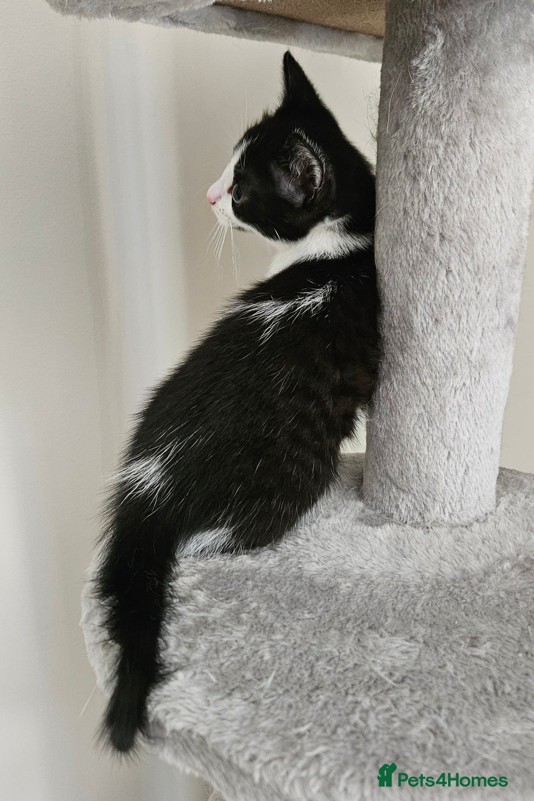 Mixed Breed cats for sale: 3 beautiful girl kittens ready now  - Image 4