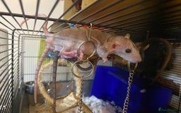 Rat rodents for sale: Baby Rats Male & Female - Image 9