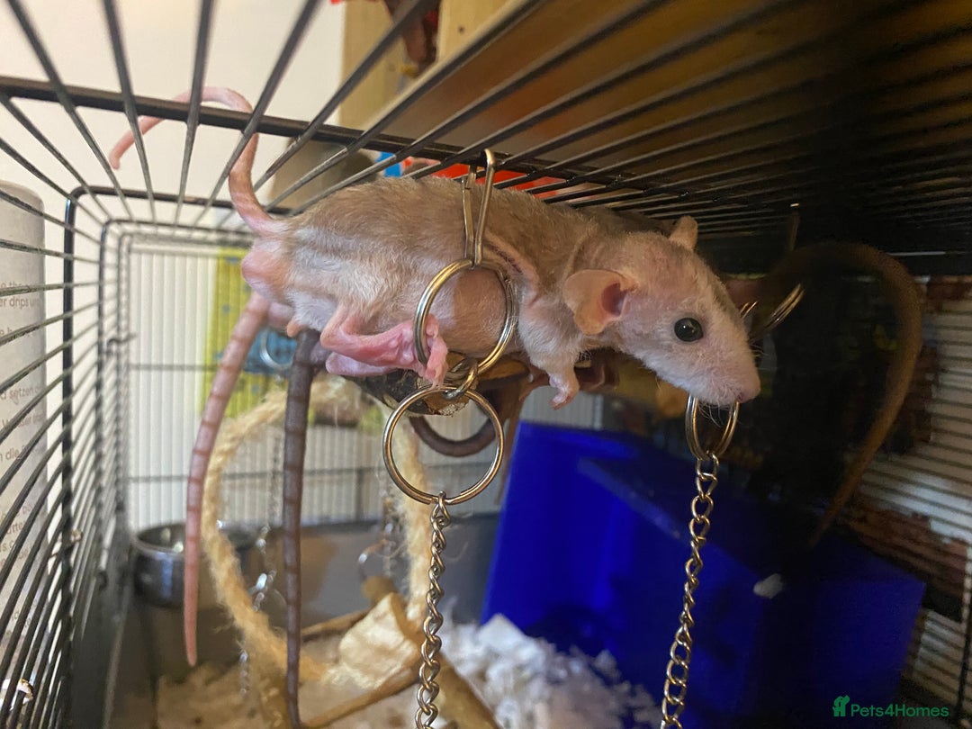 Rat rodents for sale: Baby Rats Male & Female - Image 9