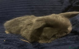 Mini Lop rabbits for sale: GORGEOUS MINI LOPS READY TO RESERVE - Image 3