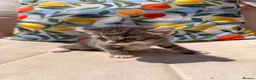 American Curl cats for sale: American curl - Advert 3