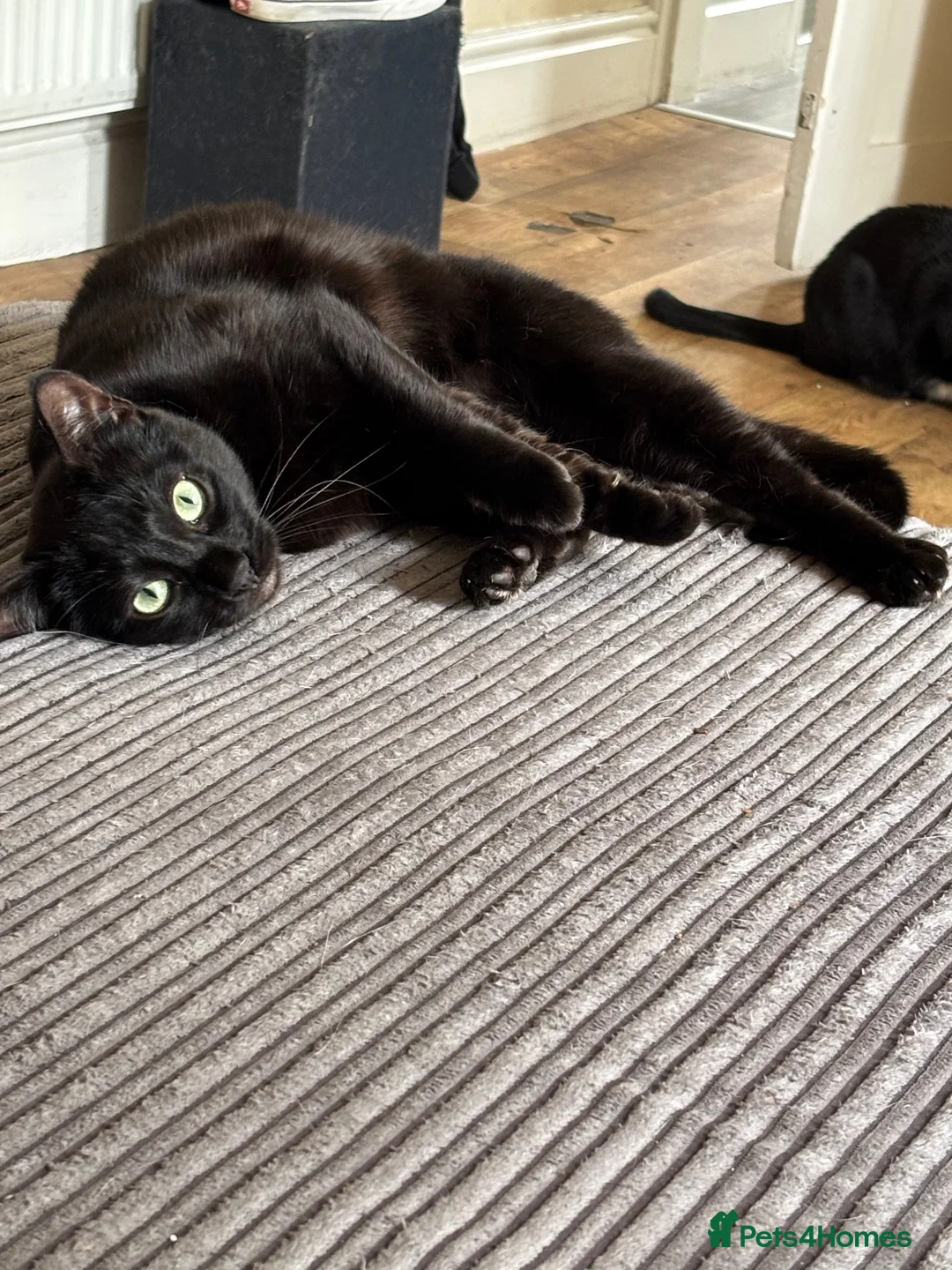 Bengal cats for sale: Year old melanistic bengal  - Advert 3