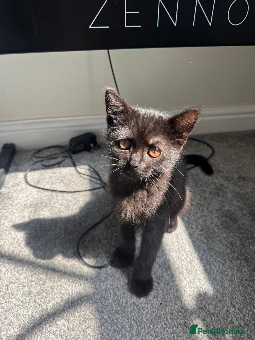 Persian cats for sale: TWO 15 WEEK KITTIES NEED REHOMING TOGETHER (M&F) in Maidstone - Image 21