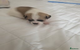 Mixed Breed dogs for sale: I. Selling puppies i have one boy and one girl - Image 5