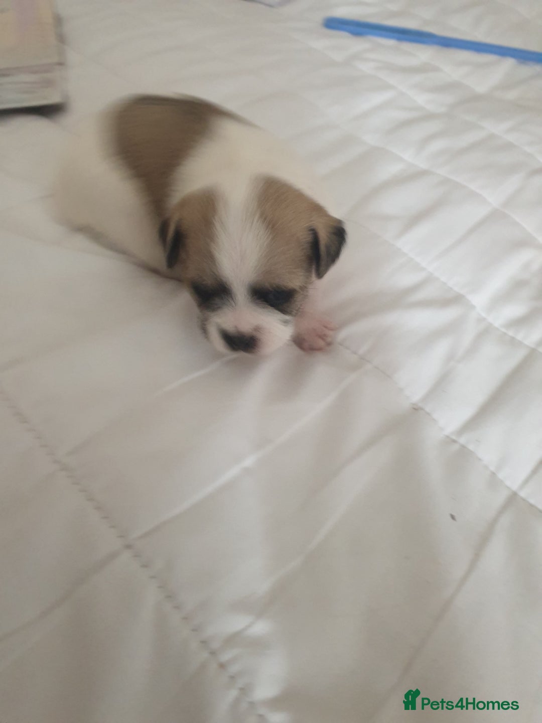 Mixed Breed dogs for sale: I. Selling puppies i have one boy and one girl - Image 5