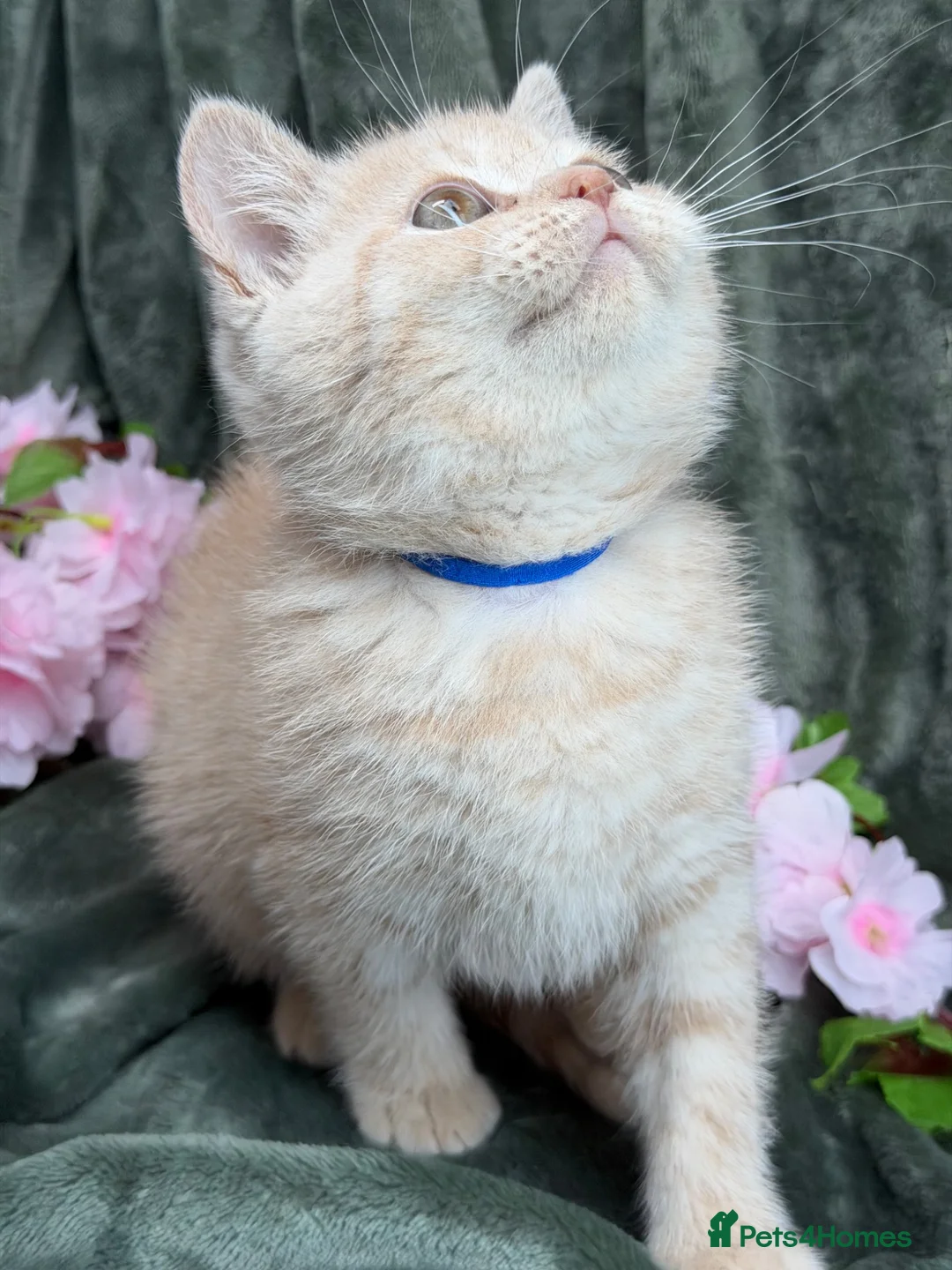 British Shorthair cats for sale: Blue torte chunky British sh kittens TICA - Advert 2