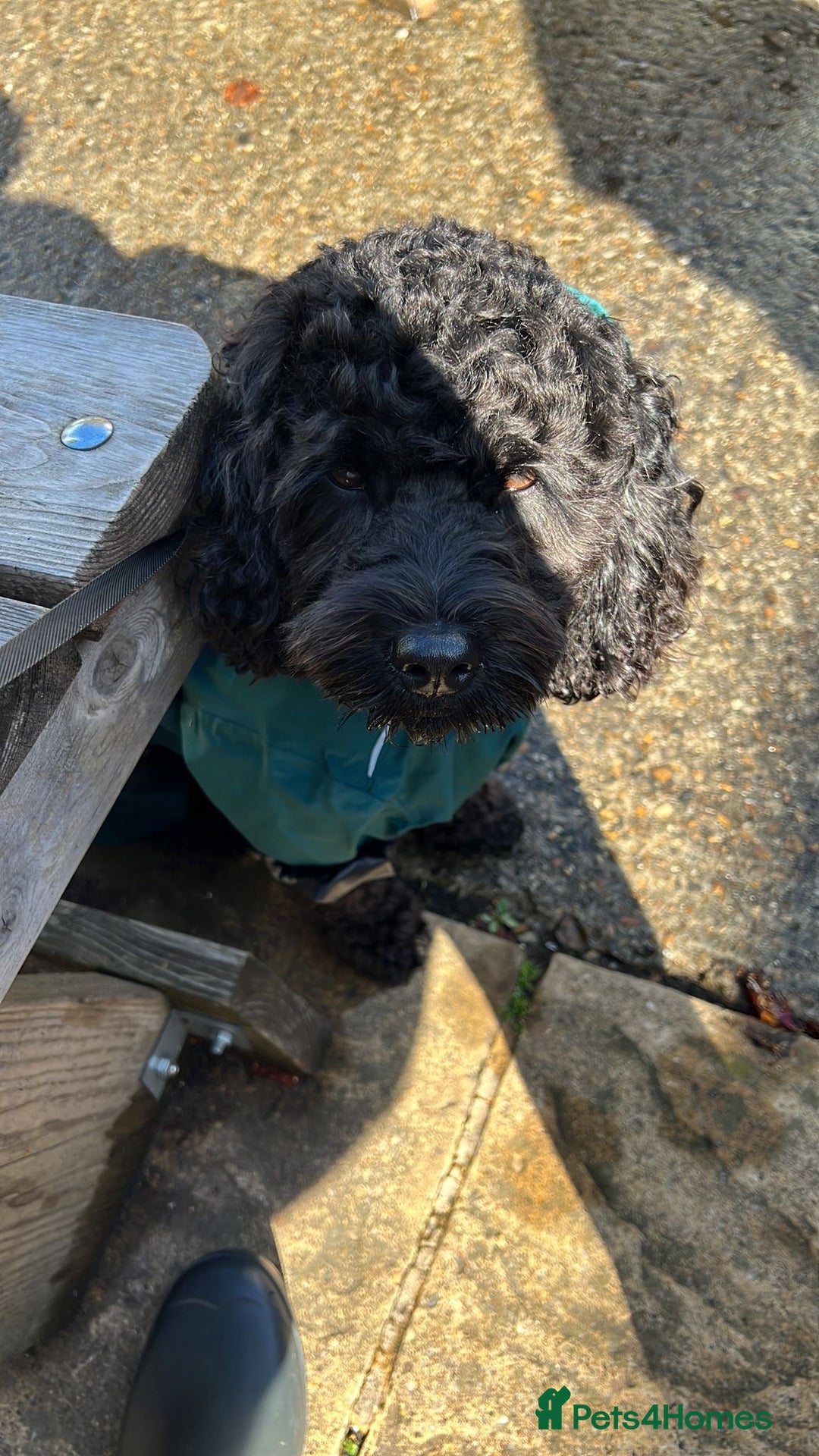 Cavapoochon dogs for stud: For Stud - Handsome Cavapoochon Boy Available - Image 6