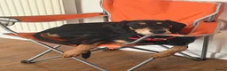 Mixed Breed dogs for sale: Diablo - Doberman cross Lurcher  - Advert 7