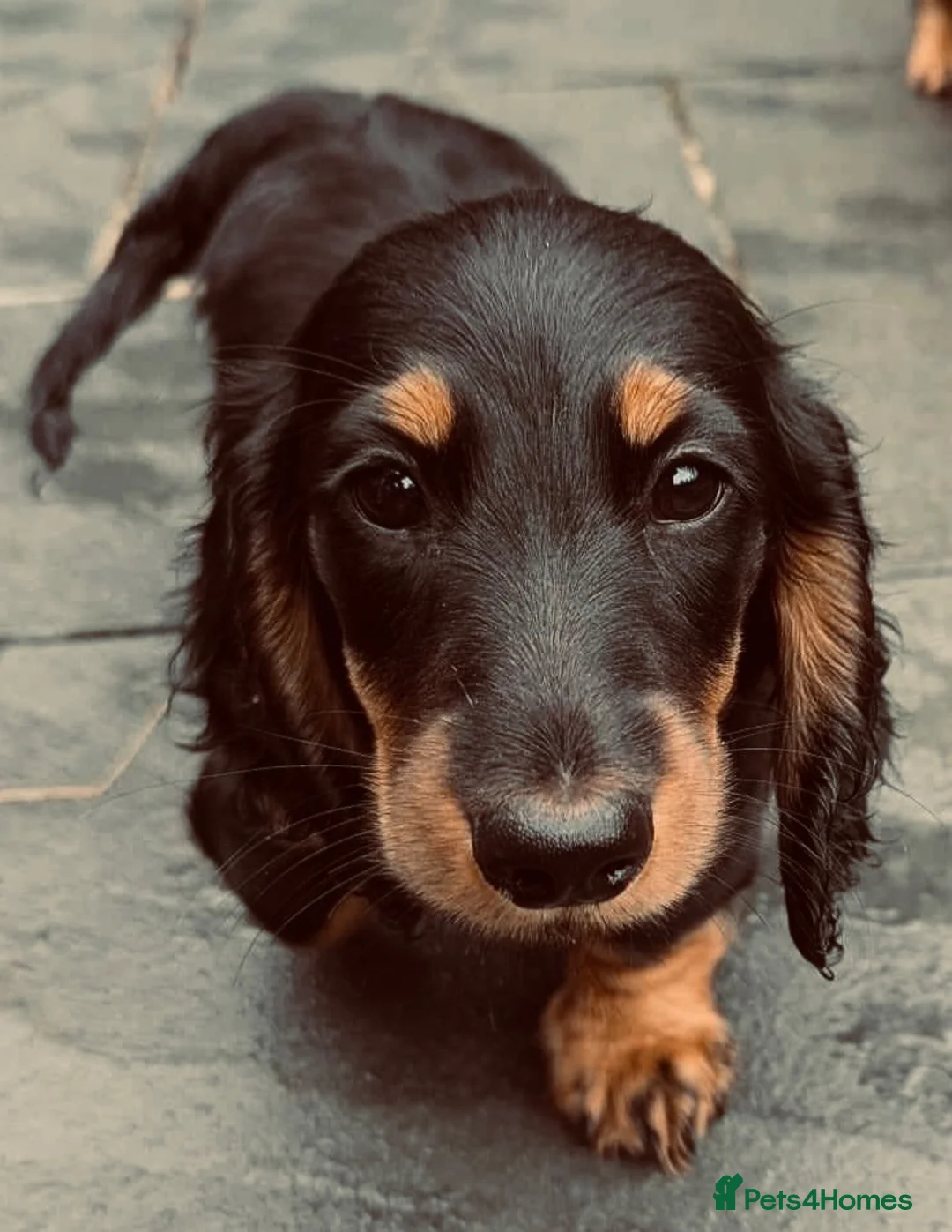 Dachshund dogs for sale: ❤️ Beautiful Long Haired Dachshund Puppies - Advert 8