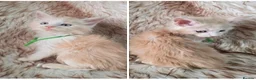 Maine Coon cats for sale: Last Boy -Maine Coon  - Advert 4