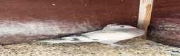 Pigeons birds for sale: 10 Young Irish Crested Pigeons-adoption-8 weeks - Advert 2