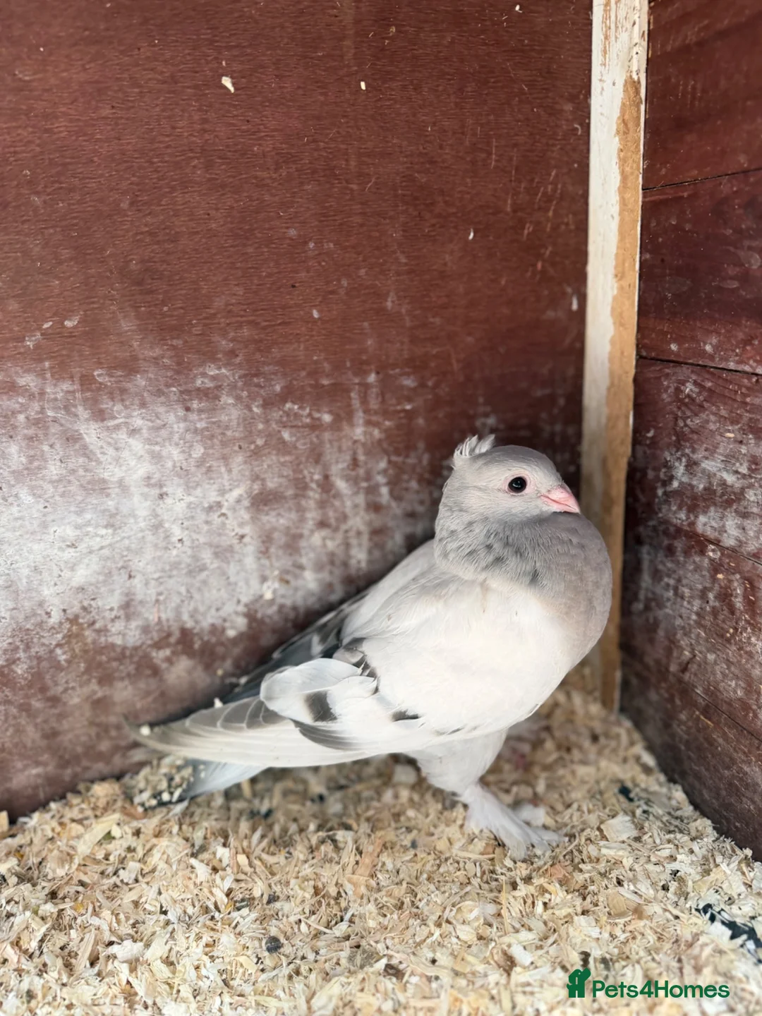 Pigeons birds for sale: 10 Young Irish Crested Pigeons-adoption-8 weeks - Advert 2
