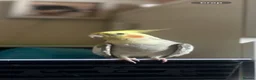 Cockatiels birds for sale: Cockatiel pair for sale  in Surbiton - Advert 4