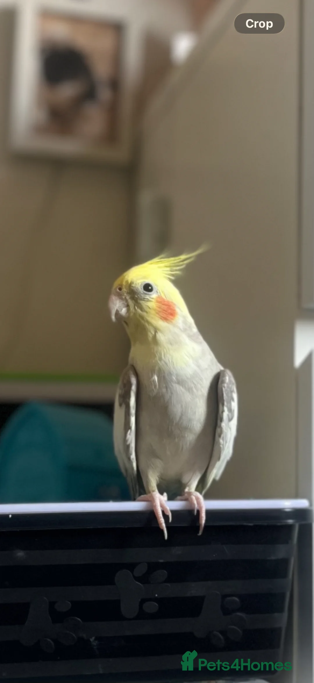 Cockatiels birds for sale: Cockatiel pair for sale  in Surbiton - Advert 4