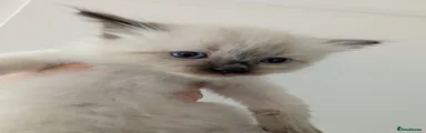 Ragdoll 1