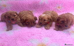 Cavapoo dogs for sale: *red cavapoos* - Image 1