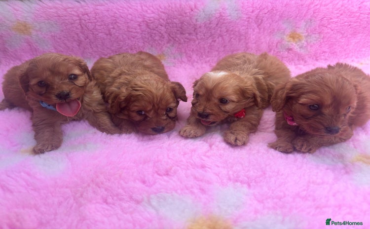 Cavapoo dogs - Advert 10