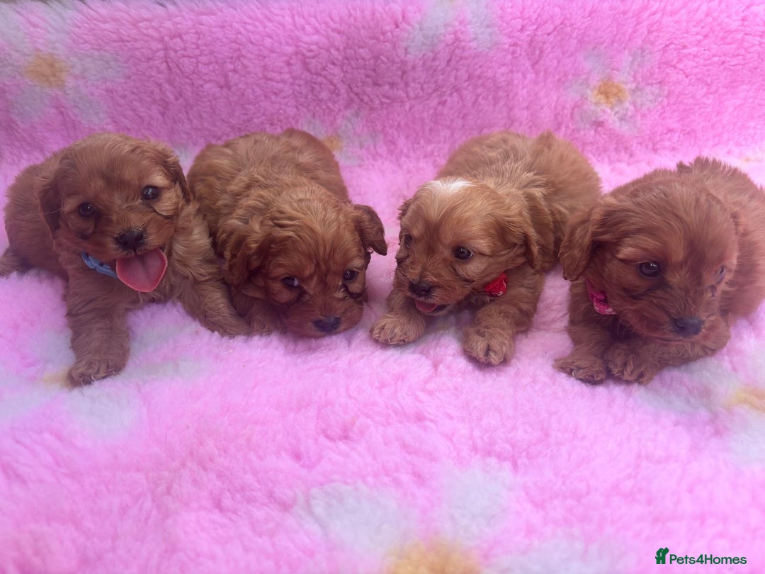 Cavapoo dogs for sale: *red cavapoos* - Image 1
