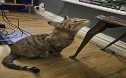Mixed Breed cats for sale: Cat needing home - Image 3