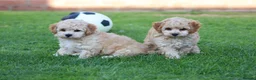Cavapoochon dogs for sale: CAVAPOOCHON PUPPIES FOR SALE - Advert 11