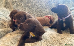 Cocker Spaniel dogs for sale: Beautiful cocker spaniel puppies  - Image 11