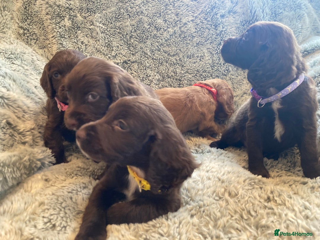 Cocker Spaniel dogs for sale: Beautiful cocker spaniel puppies  - Image 11