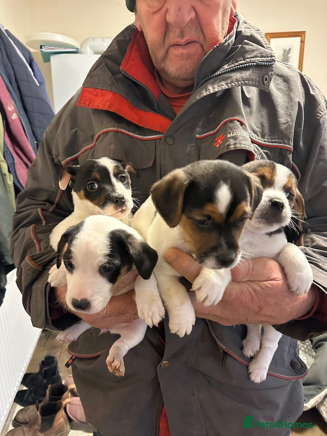 Jack Russell dogs for sale: 4 lovley jack russell boys - Advert 1