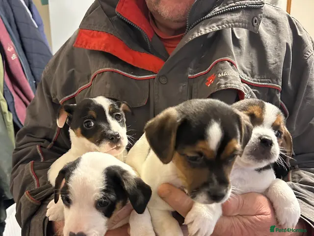 Jack Russell dogs for sale: 4 lovley jack russell boys - Advert 1