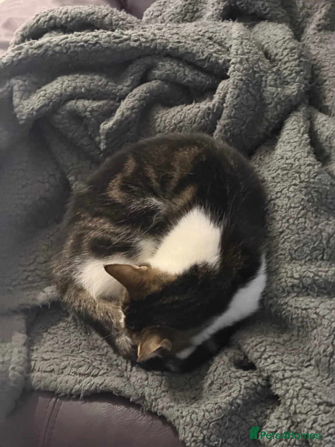 Mixed Breed cats for sale: Lovely Tabby Cat - Advert 2