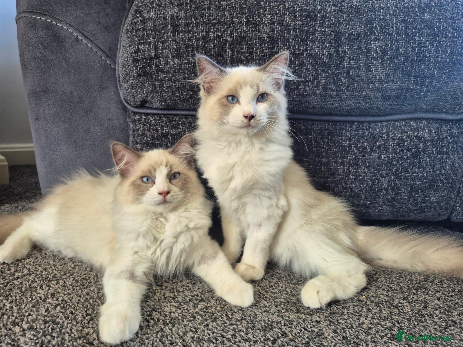 Ragdoll cats *Ready Now* Ragdoll kittens GCCF regsitered - Advert 2