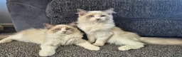 Ragdoll cats for sale: Two cuddly GCCF Ragdoll boys available 🩵 - Advert 6