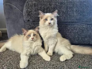 Ragdoll cats *Ready Now* Ragdoll kittens GCCF regsitered - Advert 3