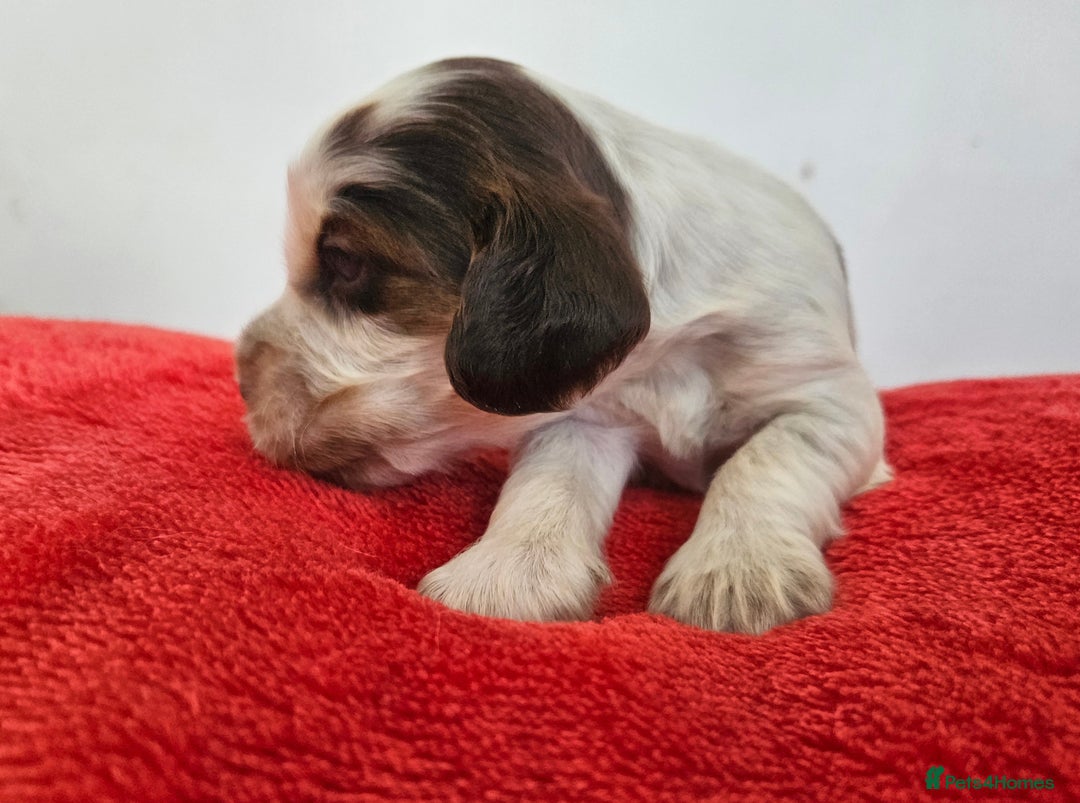 Cocker Spaniel dogs for sale: Quality Sable Show Cocker spaniel Puppies - Image 11