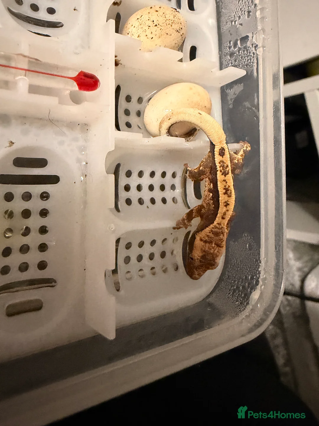 Gecko reptiles for sale: Baby crested geckos - Advert 4