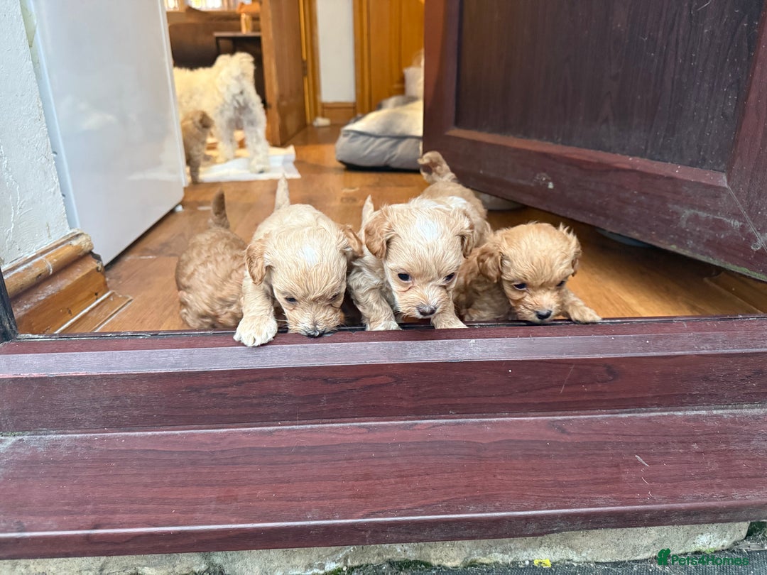 Maltipoo dogs for sale: Real life teddy bear f1 Maltipoos ❤️💥 - Image 17