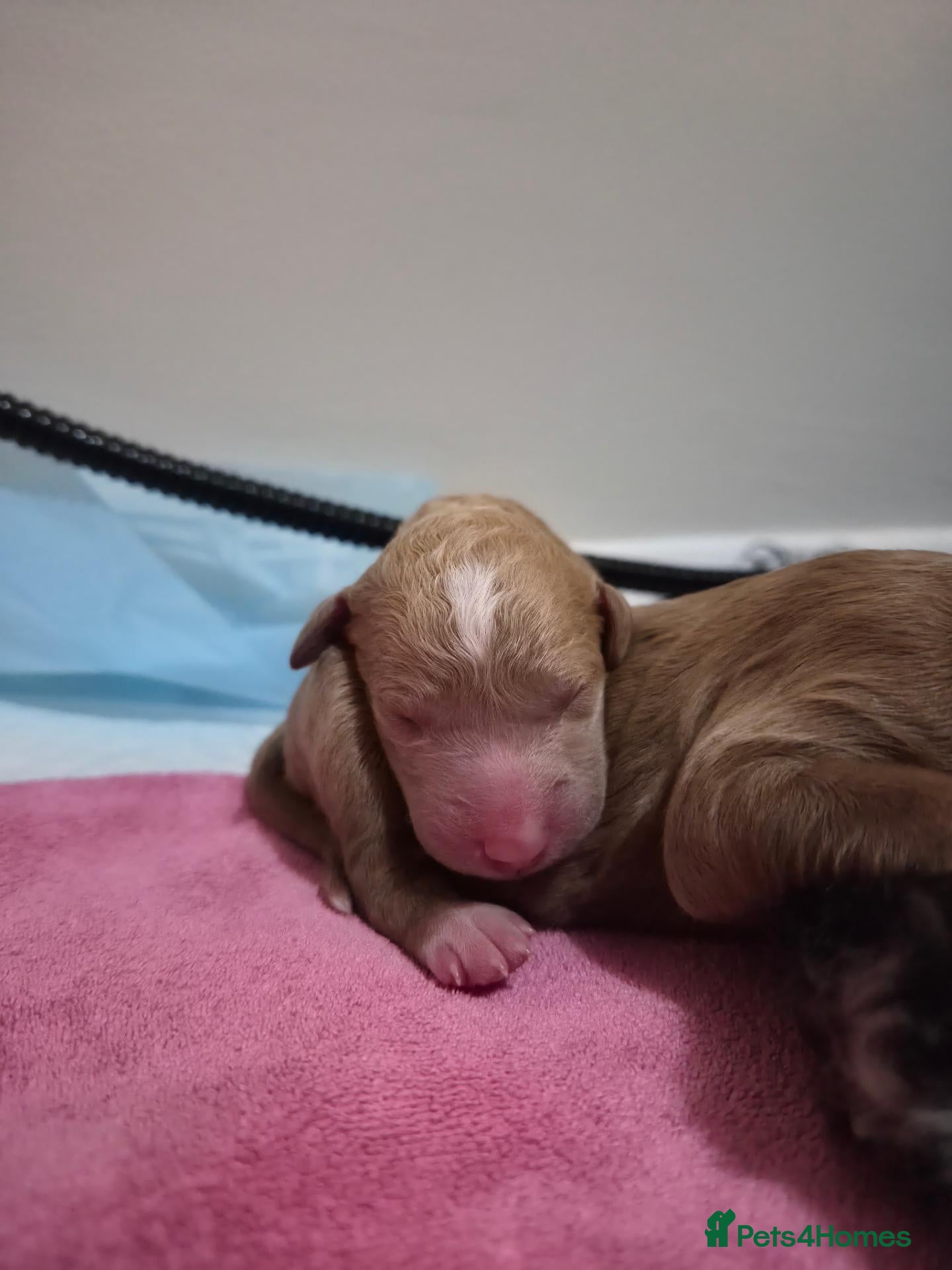 Mixed Breed dogs Double Doodle Puppies for Sale - Advert 2