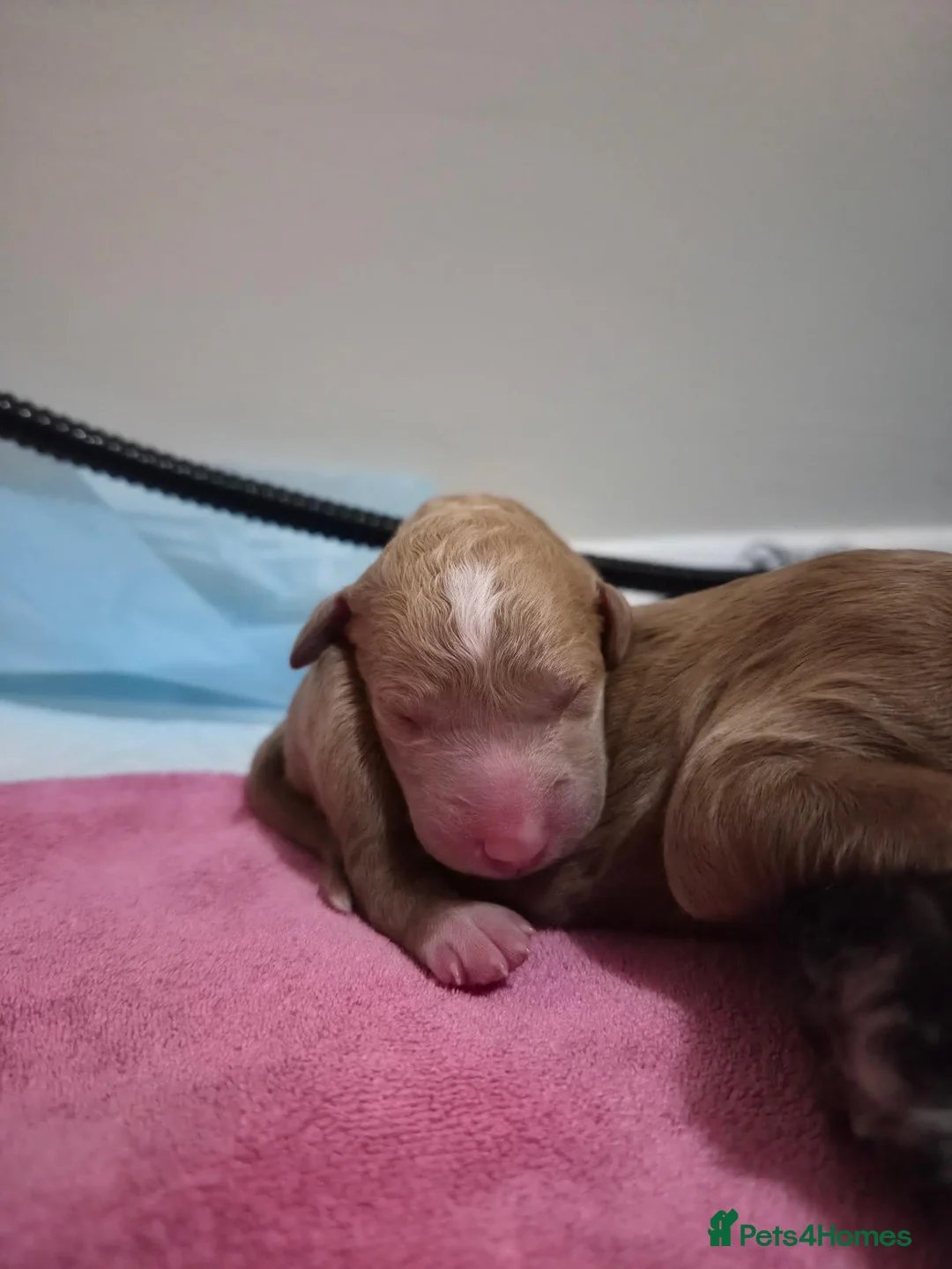 Mixed Breed dogs for sale: Australian Labradoodle x Goldendoodle Puppies - Advert 2