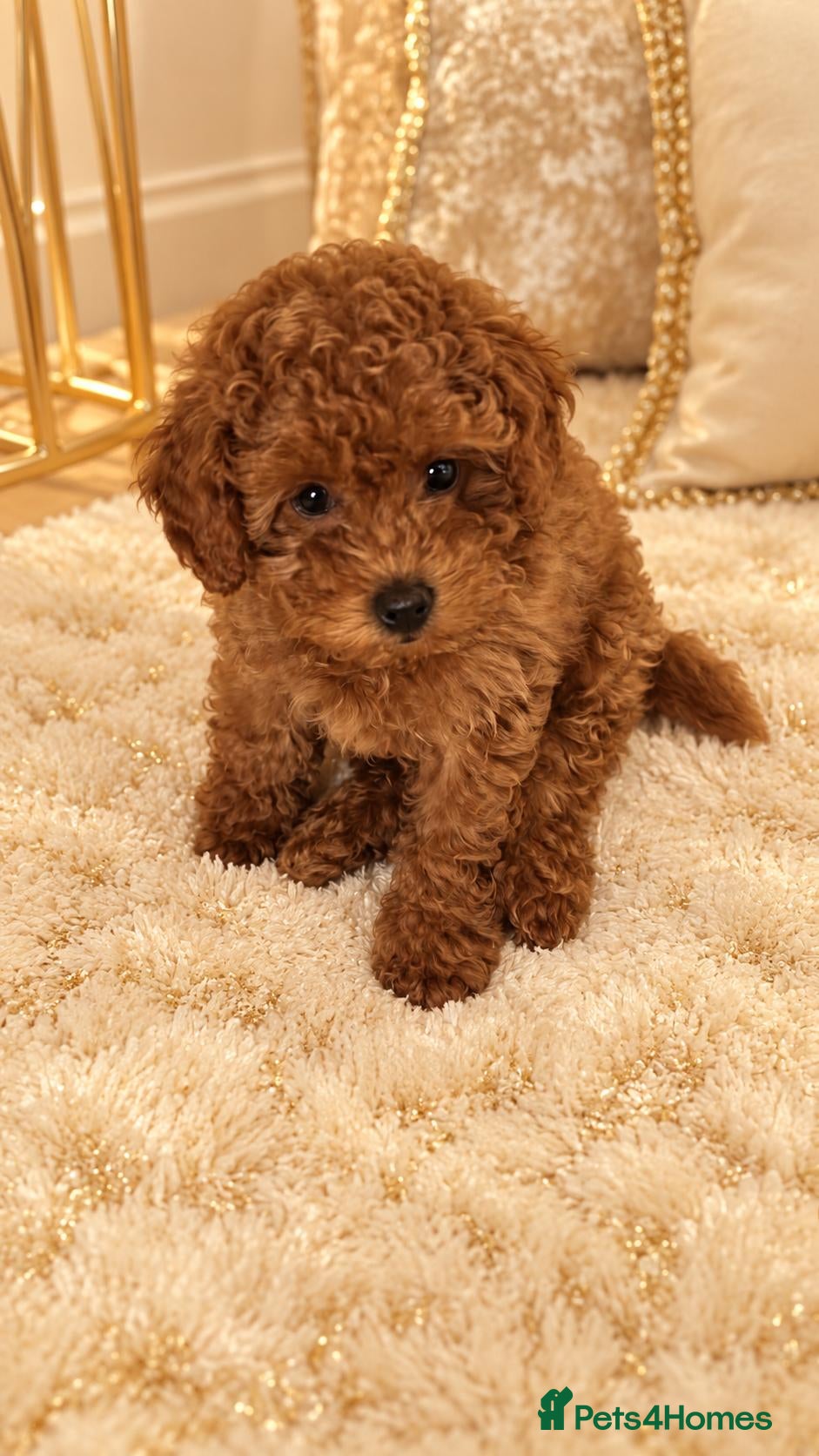 Cockapoo dogs Beautiful red toy cockapoo puppy - Advert 1