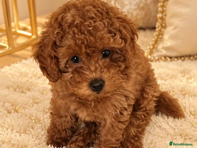 Cockapoo dogs Beautiful red toy cockapoo puppy - Advert 2
