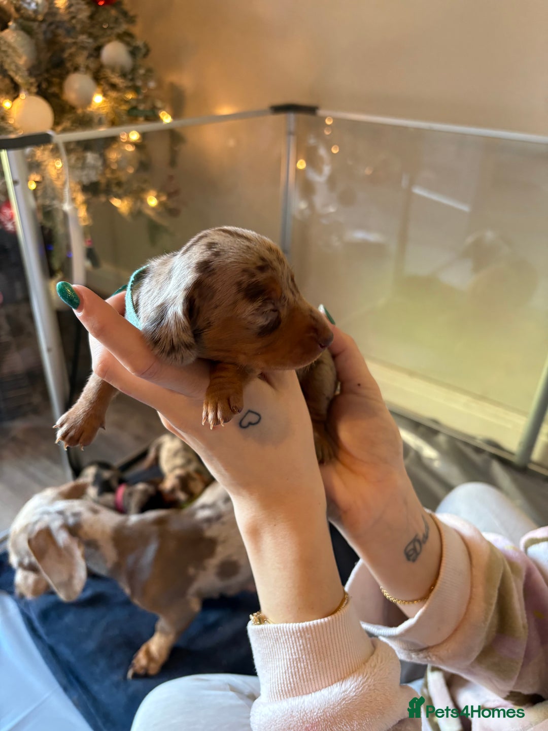 Miniature Dachshund dogs for sale: Miniature dachshund  - Advert 18