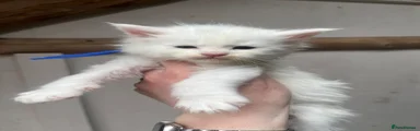 Maine Coon Kitten 3