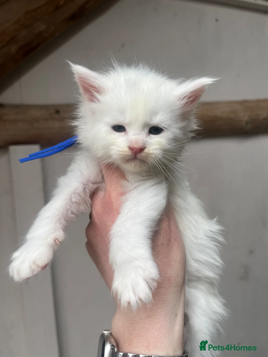 Maine Coon cats for sale: Stunning pedigree Maine coon kittens TICA  - Advert 2