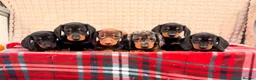 Miniature Dachshund dogs for sale: STUNNING KC MINI DACHSHUND PUPPIES READY NOW  - Advert 3