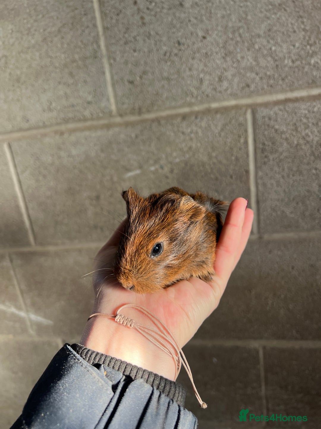 Guinea Pig rodents for sale: Three lovely boys looking for their forever home!  - Advert 7