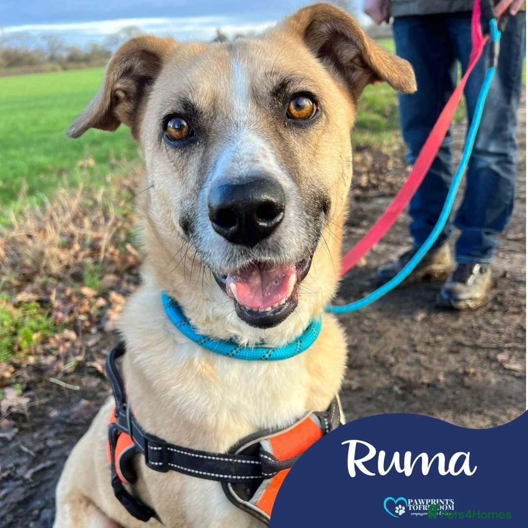 Mixed Breed dogs Meet Ruma, currently residing in Cheshire  in Nantwich - Advert 5