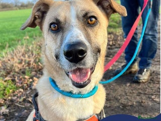 Mixed Breed dogs in Nantwich - Advert 12