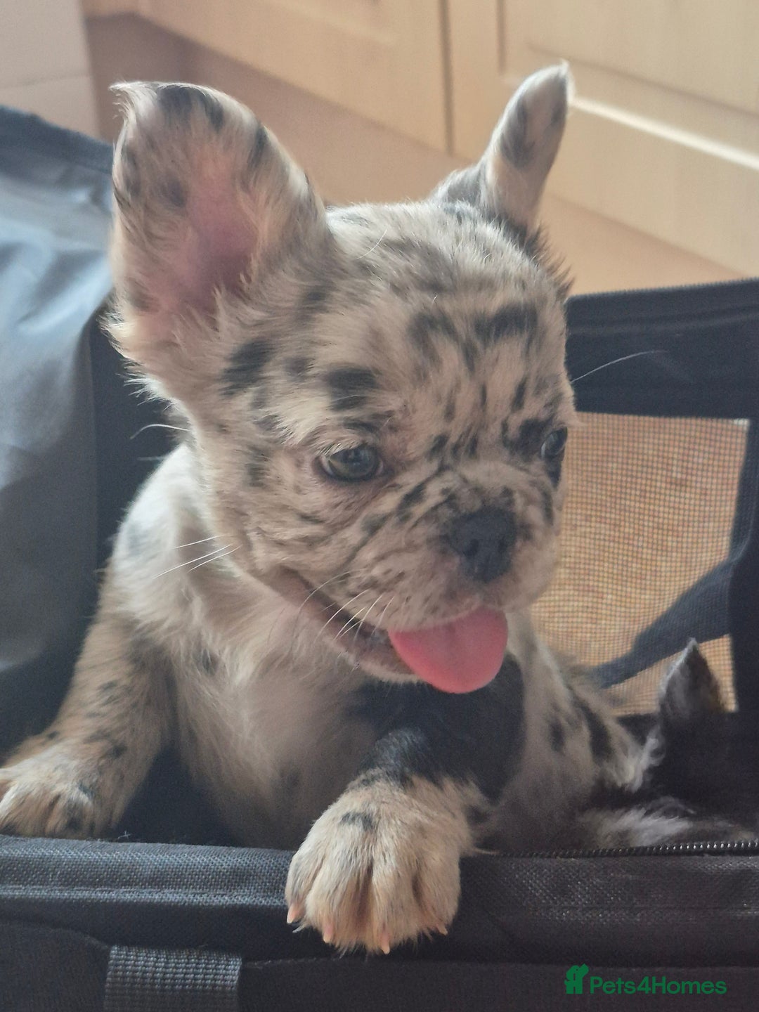 French Bulldog dogs for sale: Fluffy french bulldogs +c2  - Image 30
