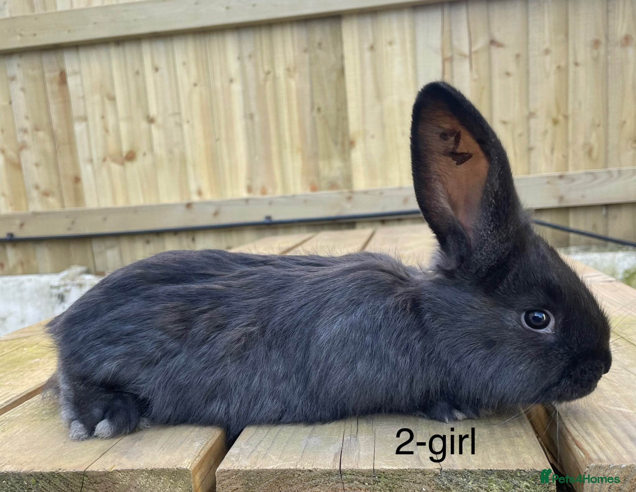 Continental Giant rabbits 💙6 week old pure bred continental giant 💙 - Advert 3